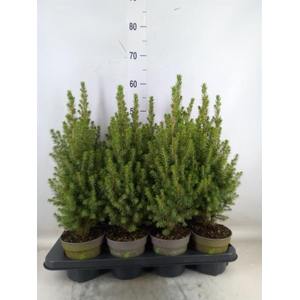 Picea glauca 'Perfecta'