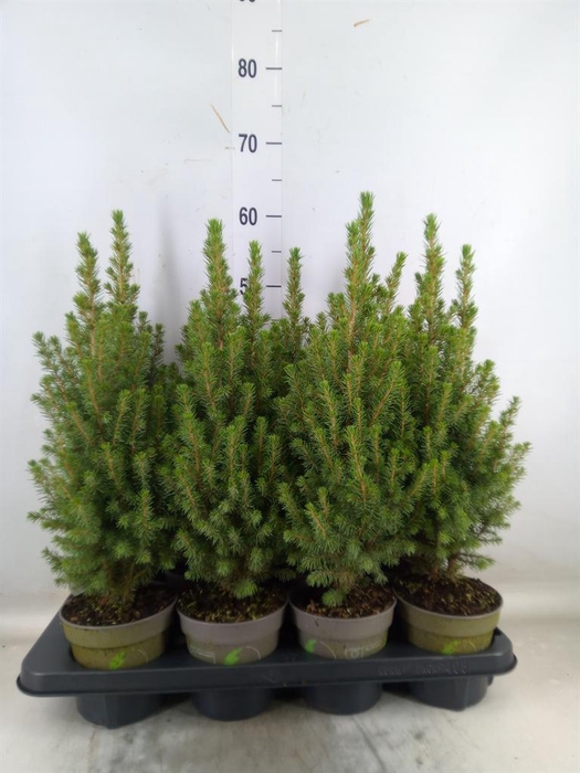 <h4>Picea glauca 'Perfecta'</h4>