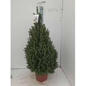 PICEA GL CONICA