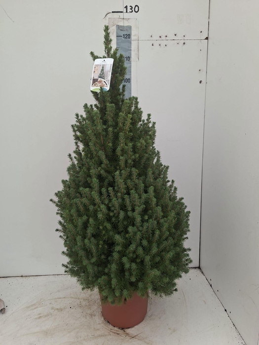 <h4>PICEA GL CONICA</h4>