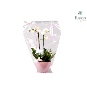 Keramiek Love Phalaenopsis