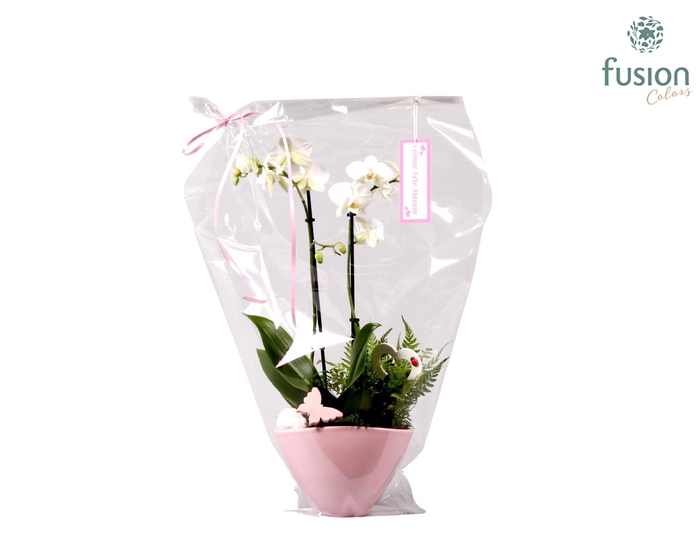 <h4>Keramiek Love Phalaenopsis</h4>