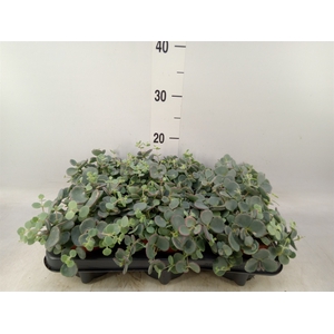 Sedum sieboldii