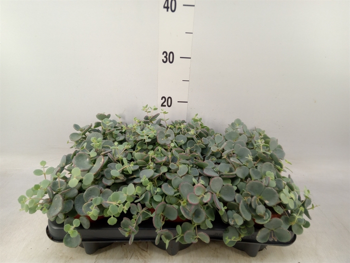 <h4>Sedum sieboldii</h4>