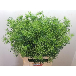 AMMI MAJUS