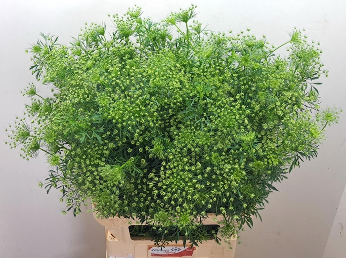 <h4>AMMI MAJUS</h4>