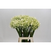 Agapanthus Gletsjer