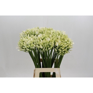 Agapanthus Gletsjer