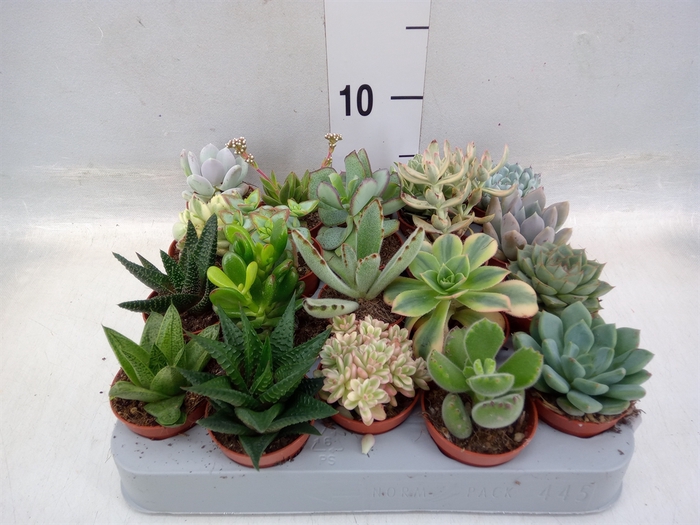 <h4>Succulents   ...</h4>