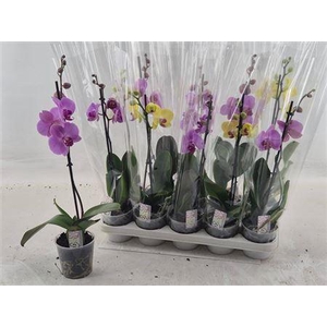 Phal Gem 1 Branche 6+