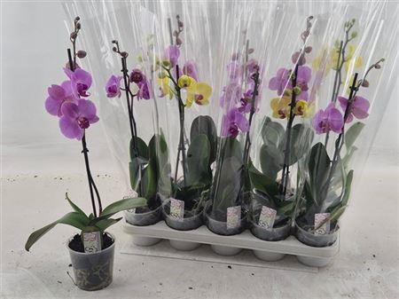 <h4>Phal Gem 1 Branche 6+</h4>