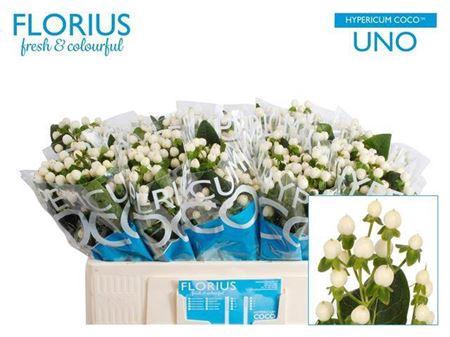 <h4>Hyp Coco Uno 50cm</h4>