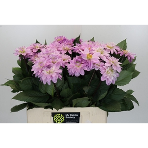 Dahlia Sweet Suprise