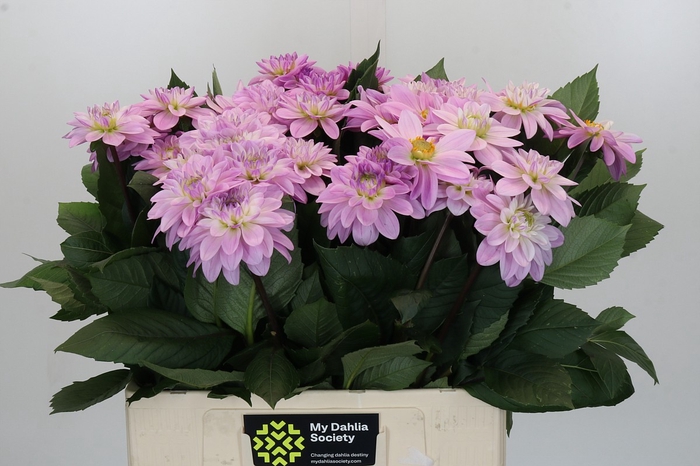 Dahlia Sweet Suprise