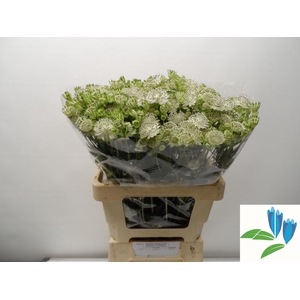 Astrantia Shaggy White X50