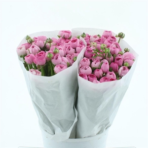 Ran El Pink Extra ( White Paper )