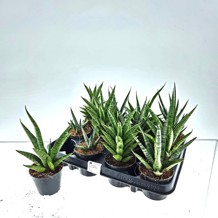 <h4>SANSEV CYLINDRICA OV</h4>