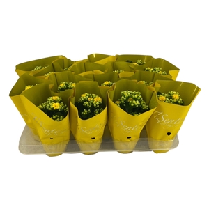 KAL GE PERFECTA YELL