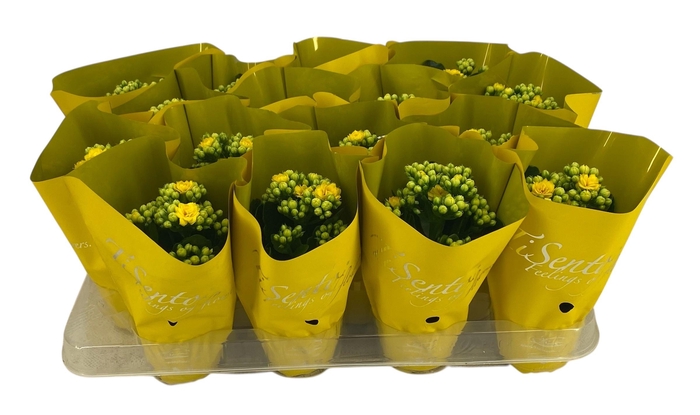 <h4>KAL GE PERFECTA YELL</h4>