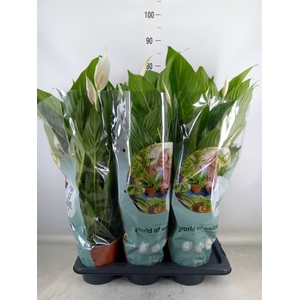 Spathiphyllum  'Bingo Cupido'