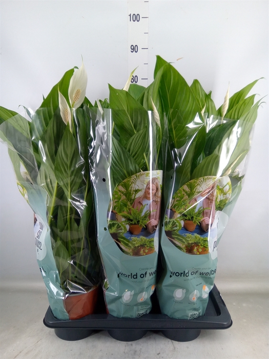 <h4>Spathiphyllum  'Bingo Cupido'</h4>