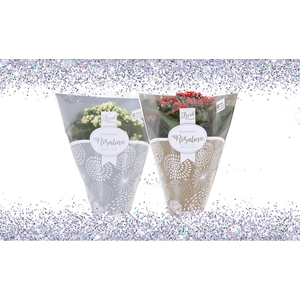 Kalan Gev Rood & Wit 2kl + Glitter