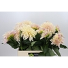 Dahlia Cafe Au Lait Creme