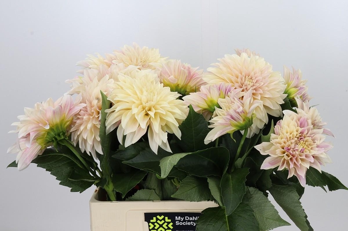 <h4>Dahlia Cafe Au Lait Creme</h4>