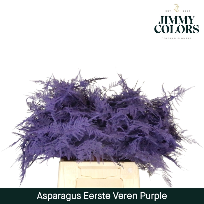 <h4>Aspa 1ste veren Purple</h4>