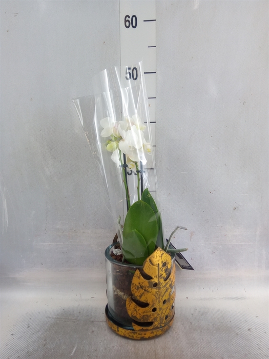 <h4>Arr.  Phalaenopsis H%</h4>