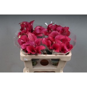Zantedeschia captain romance