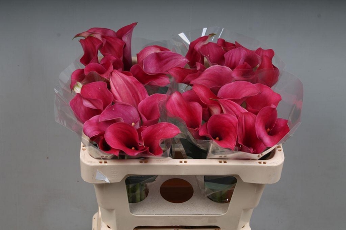 <h4>Zantedeschia captain romance</h4>