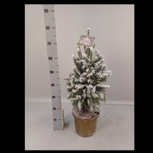PICEA GL SUPER GREEN