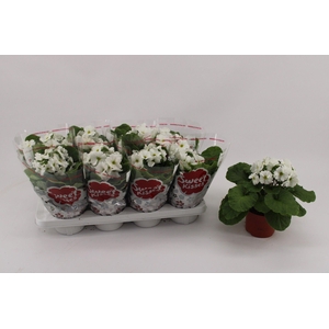 PRIMULA OBCONICA WHITE P13