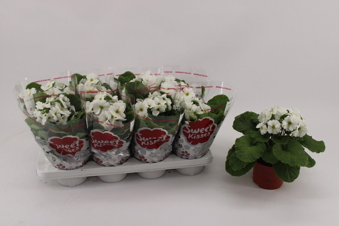 <h4>PRIMULA OBCONICA WHITE P13</h4>