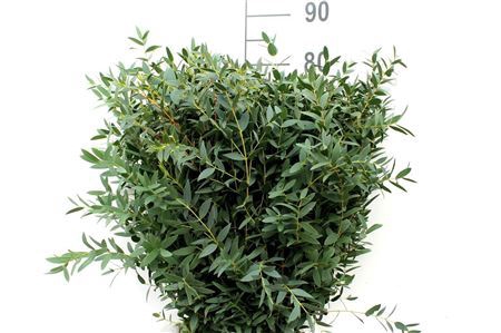 <h4>Euca Parvifolia 350gr</h4>