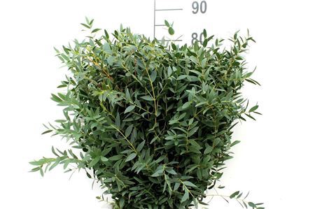 Euca Parvifolia 350gr