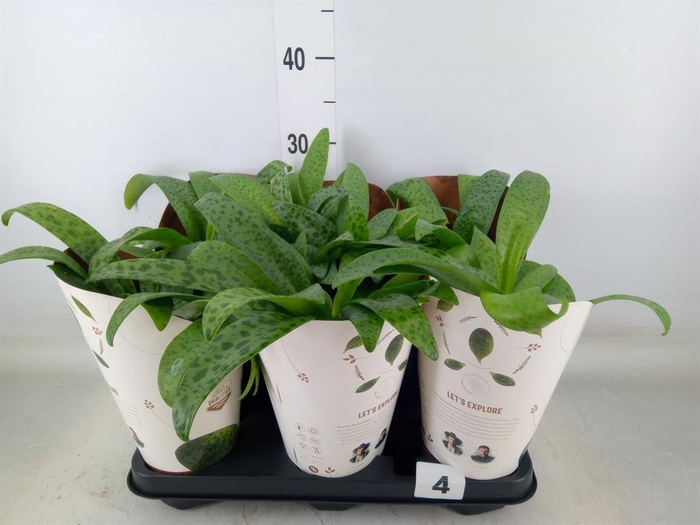 <h4>Drimiopsis maculata</h4>