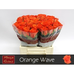 Rosa large orange wave