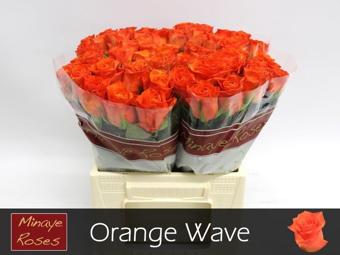 <h4>Rosa large orange wave</h4>