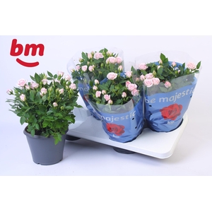 Rosa Jewel Patio Baby 17cm