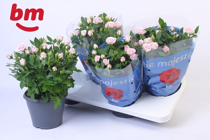 <h4>Rosa Jewel Patio Baby 17cm</h4>