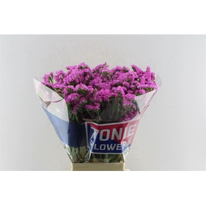 Lim S Sin Etern Pink