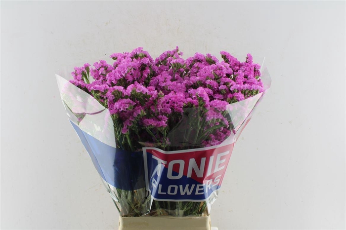 <h4>Lim S Sin Etern Pink</h4>