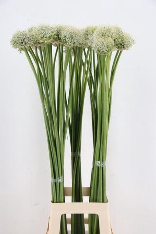 <h4>ALLIUM MOUNT EVEREST</h4>