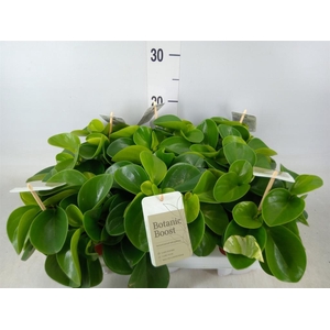 Peperomia obt. 'Green Gold'