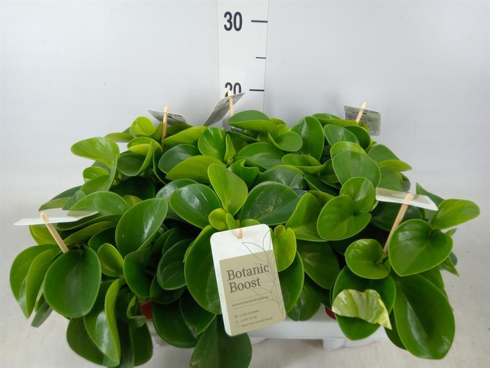 <h4>Peperomia obt. 'Green Gold'</h4>