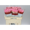 Rosa Gr Wham