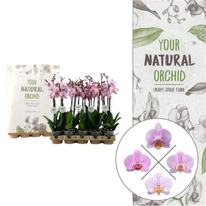 Your Natural Orchid | Eco Pink | Phalaenopsis 2 spike