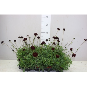 Cosmos 'chocomocha'
